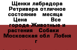 Щенки лабрадора Ретривера отличное состояние 2 месяца › Цена ­ 30 000 - Все города Животные и растения » Собаки   . Московская обл.,Лобня г.